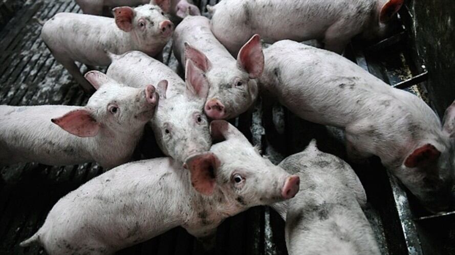 El Ica reforzó contingencias tras nuevos casos de peste porcina africana en el mundo. Foto: Getty Images