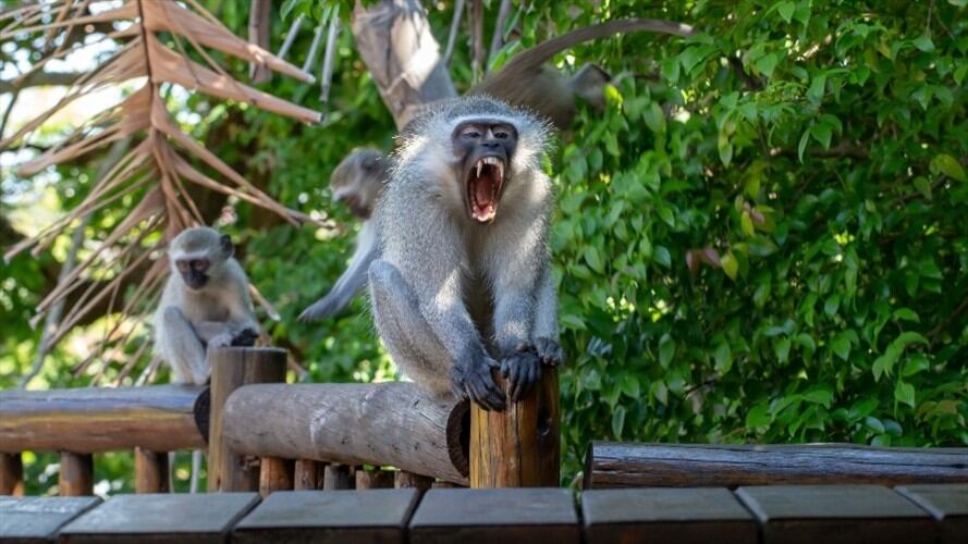 Foto de referencia de un mono en la India. Foto: Getty Images/Anton_Herrington