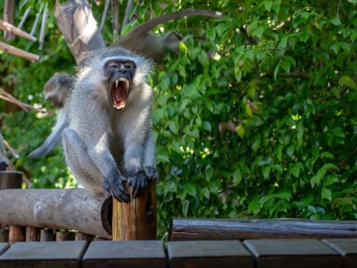 Un hombre murió luego de que un mono le lanzara un ladrillo en la cabeza