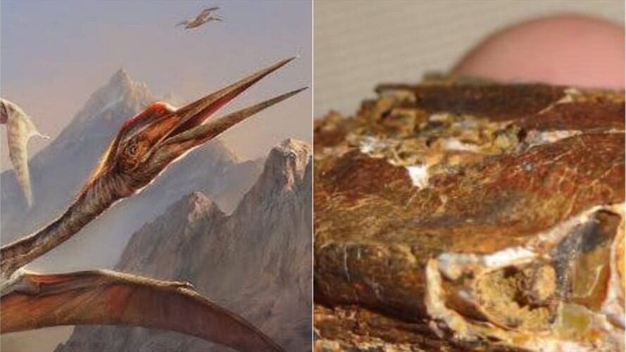 Dinosaurios en Santander. Foto: SUministrada.