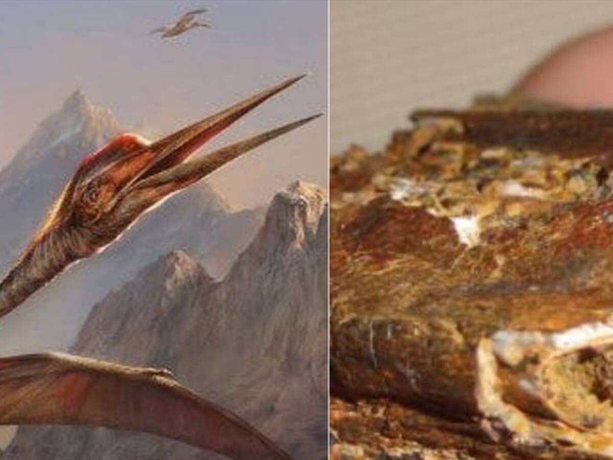 Hallan fósiles de dinosaurios en Santander