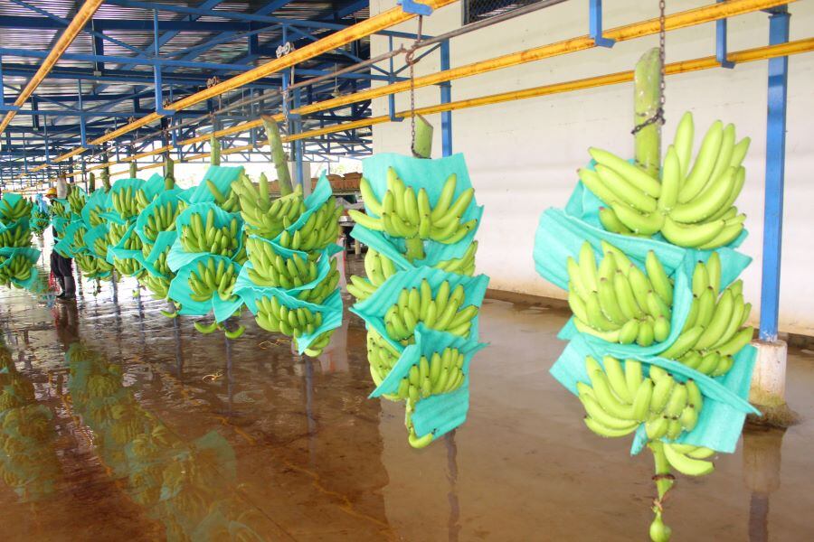 Imagen de referencia/ Asbama