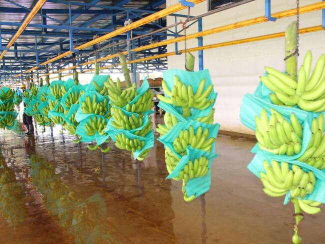 Imagen de referencia/ Asbama