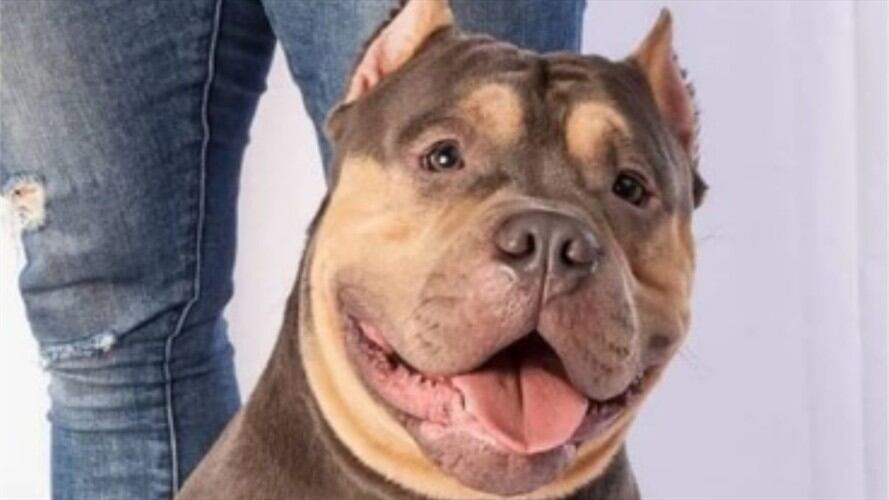 Aerocivil inició investigación contra EasyFly por muerte de Homero. Foto: Instagram @mafe_echeverry18