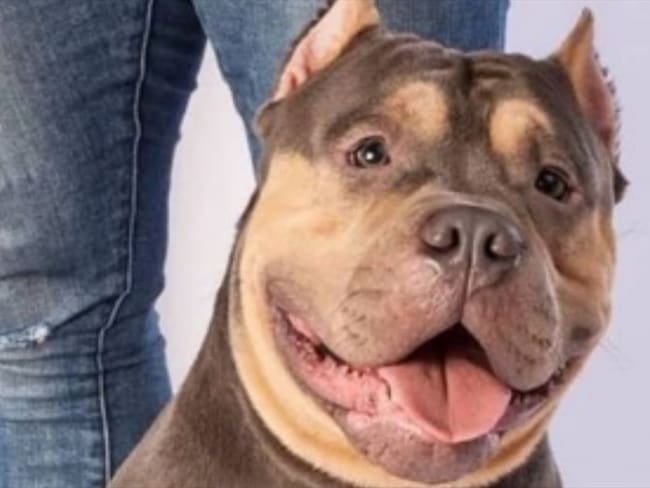 Aerocivil inició investigación contra EasyFly por muerte de Homero. Foto: Instagram @mafe_echeverry18