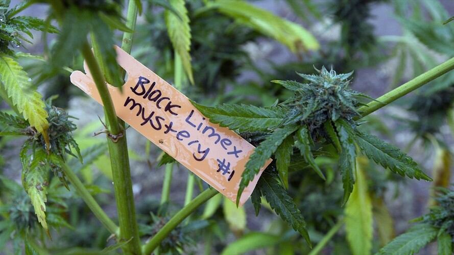 Marihuana               . Foto: Associated Press - AP