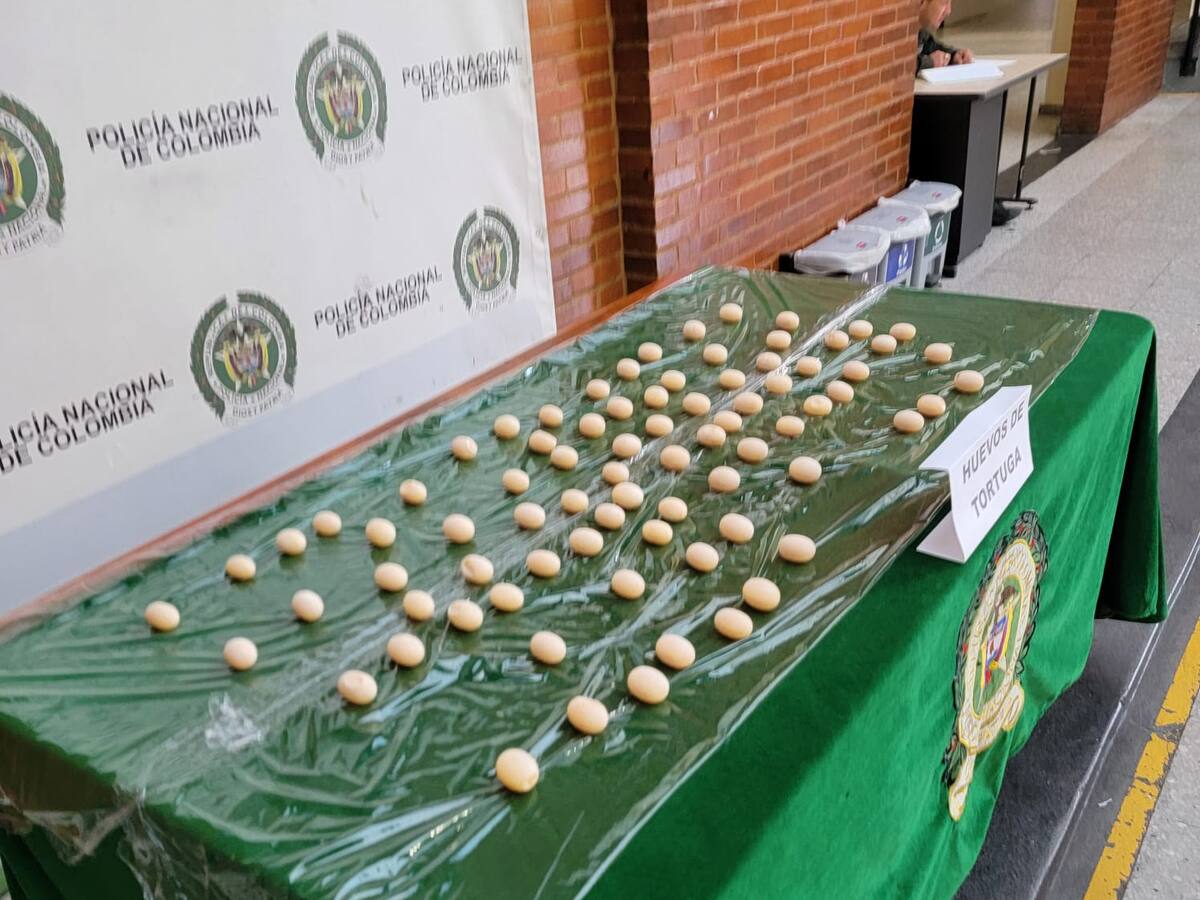 Policía incautó alrededor de 100 huevos de tortuga en el aeropuerto El Dorado de Bogotá