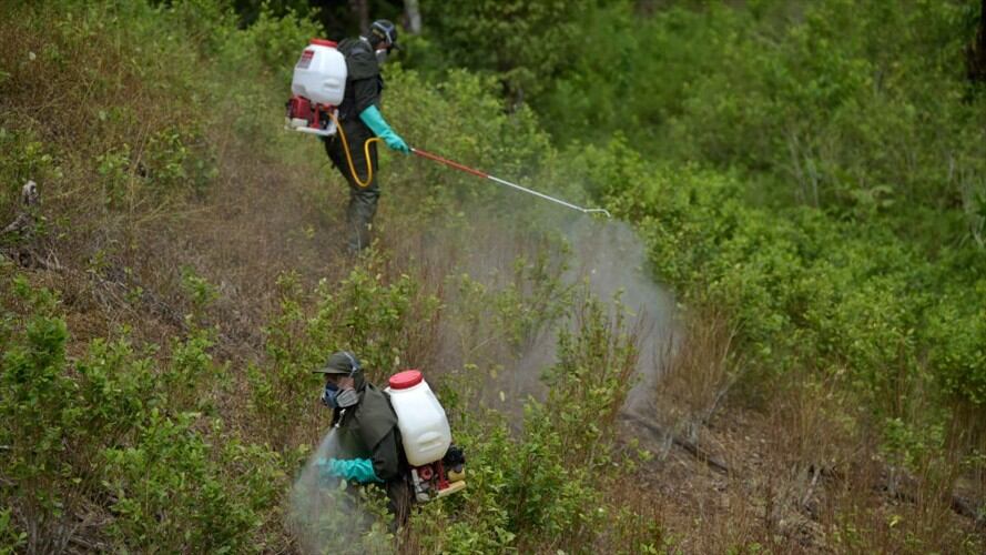 "Crecimiento exponencial de cultivos ilícitos entre 2013 y 2017 (...) desataron dinámicas de violencia en determinadas regiones del país". Foto: Getty Images / RAÚL ARBOLEDA