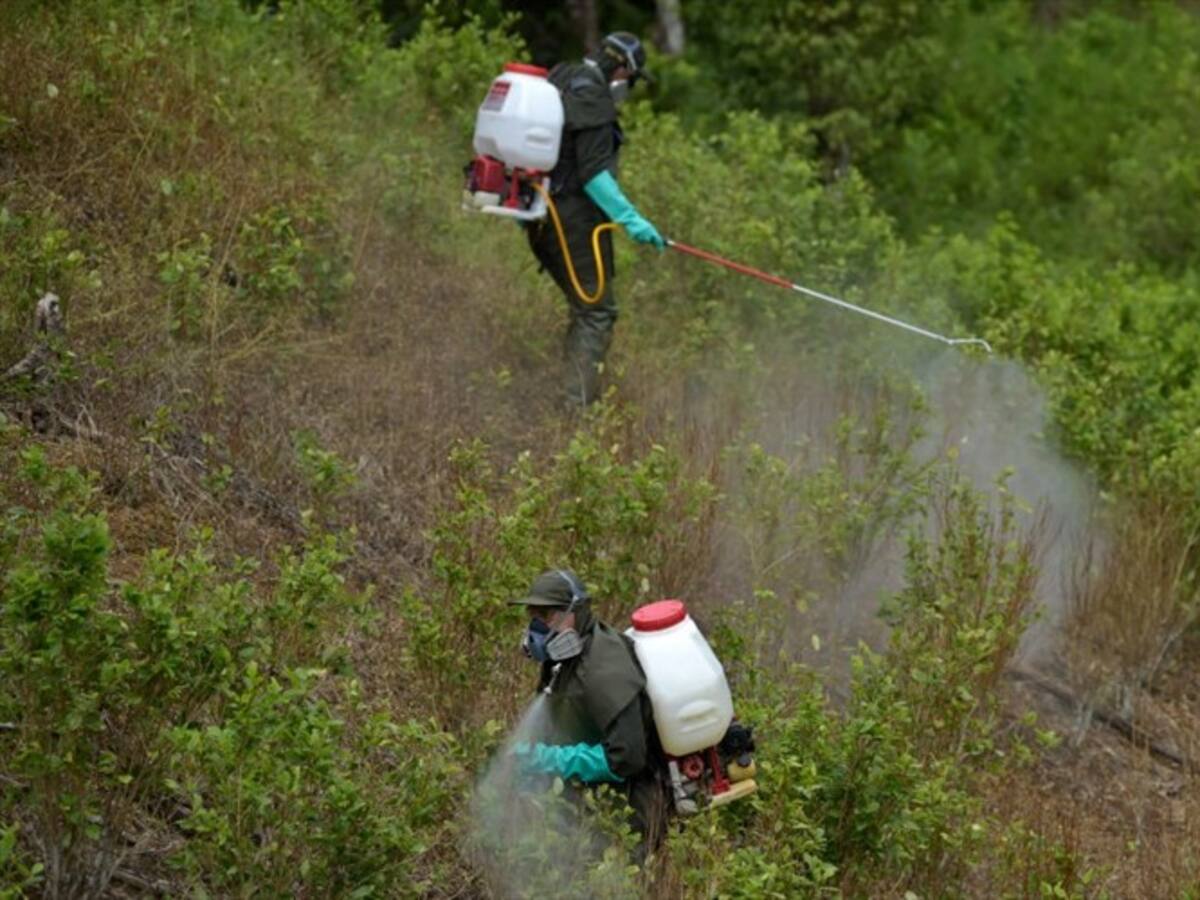 Aumento de cultivos ilícitos en gobierno Santos desató violencia en el país: Cancillería