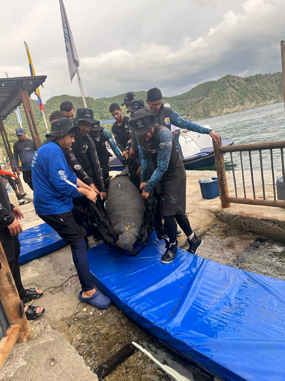 Manatí rescatado/ Corpamag