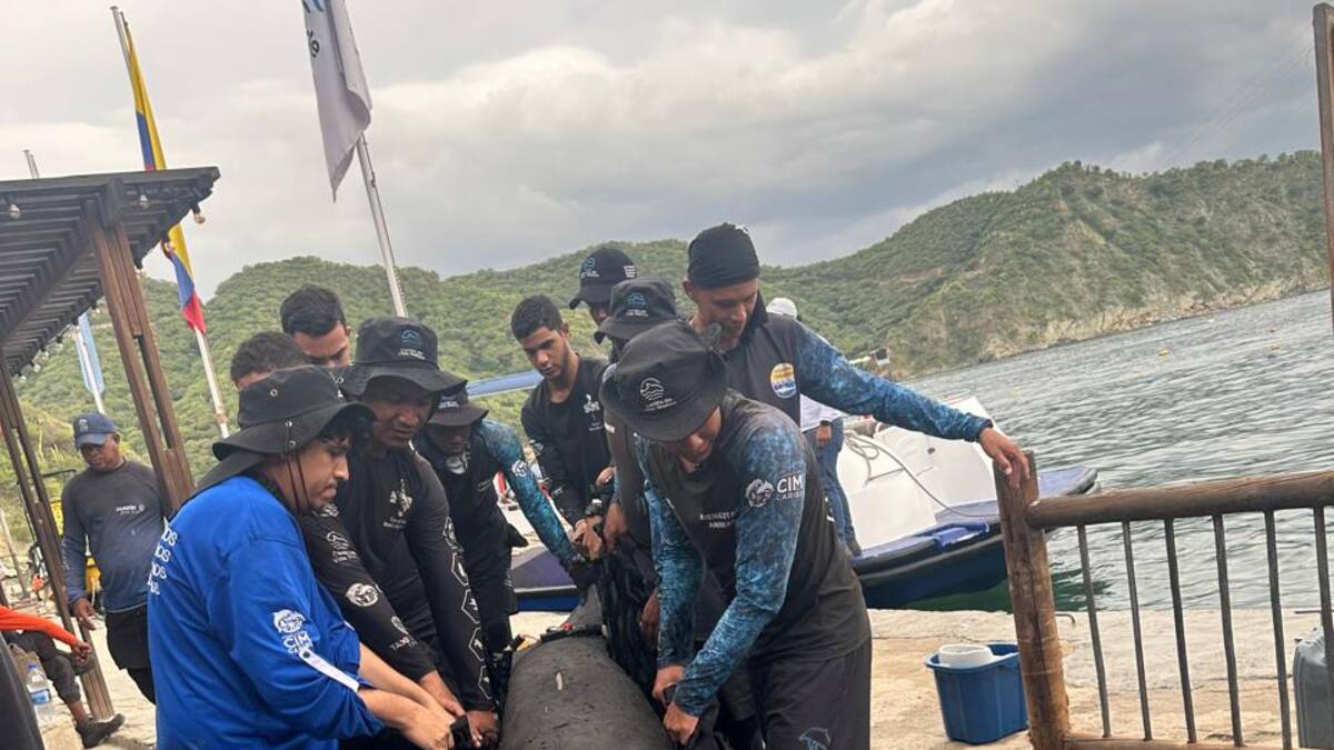 Rescatado manatí “Sobrado de tiburón” liberado en el río Don Diego