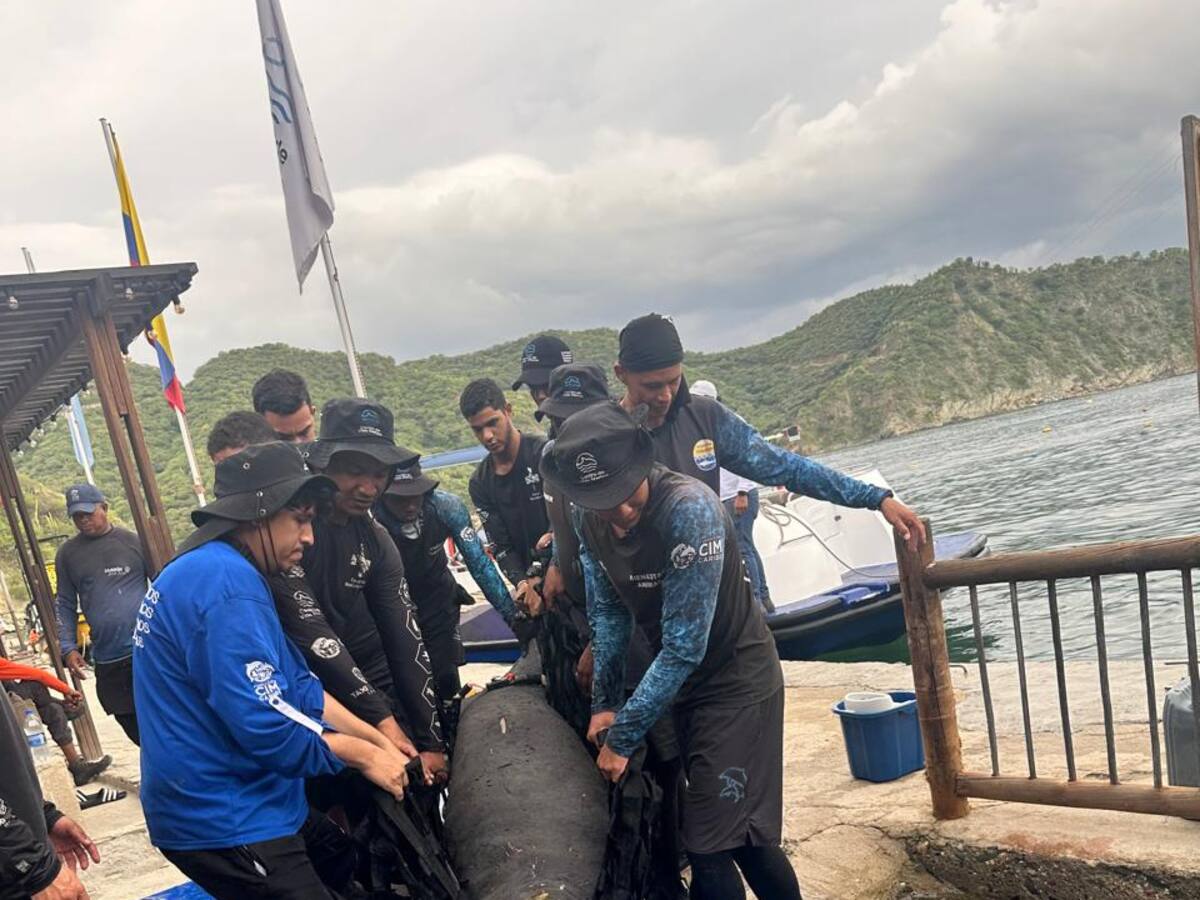 Rescatado manatí “Sobrado de tiburón” liberado en el río Don Diego