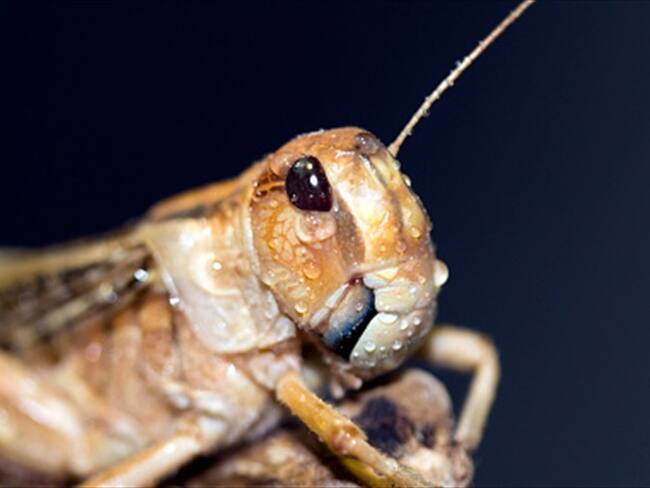 ¿Qué sabor tienen insectos como los grillos y las hormigas?