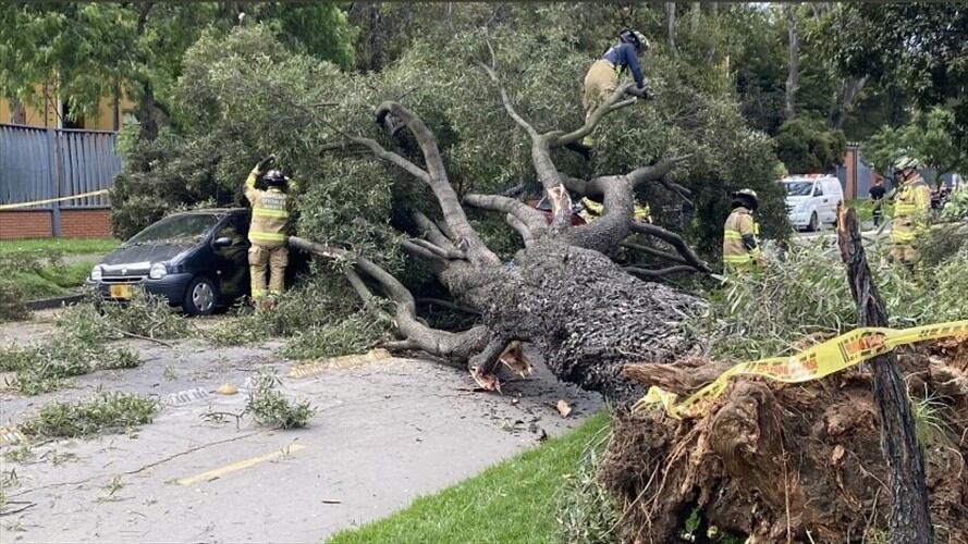 Árbol cae encima de tres vehículos en Bogotá . Foto: Cortesía Bomberos de Bogotá
