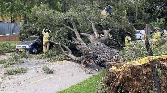 Árbol cae encima de tres vehículos en Bogotá . Foto: Cortesía Bomberos de Bogotá