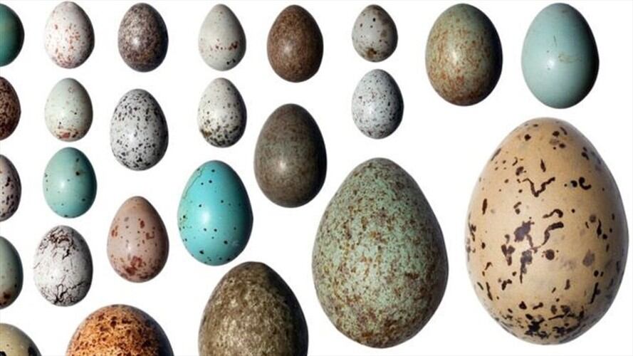 La variedad de formas, tamaños y colores es inmensa.. Foto: BBC Mundo