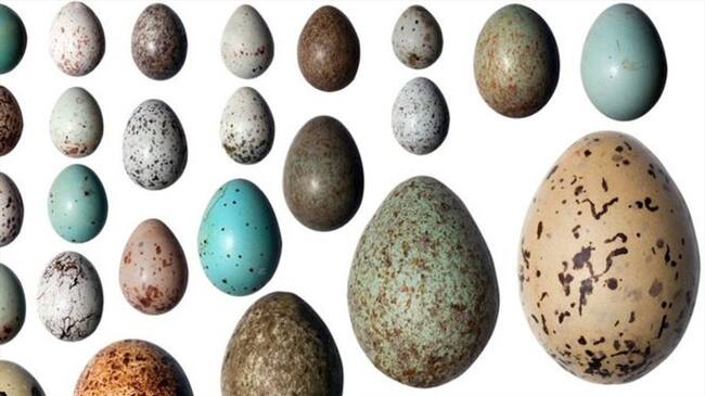 La variedad de formas, tamaños y colores es inmensa.. Foto: BBC Mundo