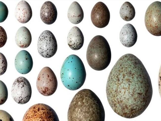 La variedad de formas, tamaños y colores es inmensa.. Foto: BBC Mundo