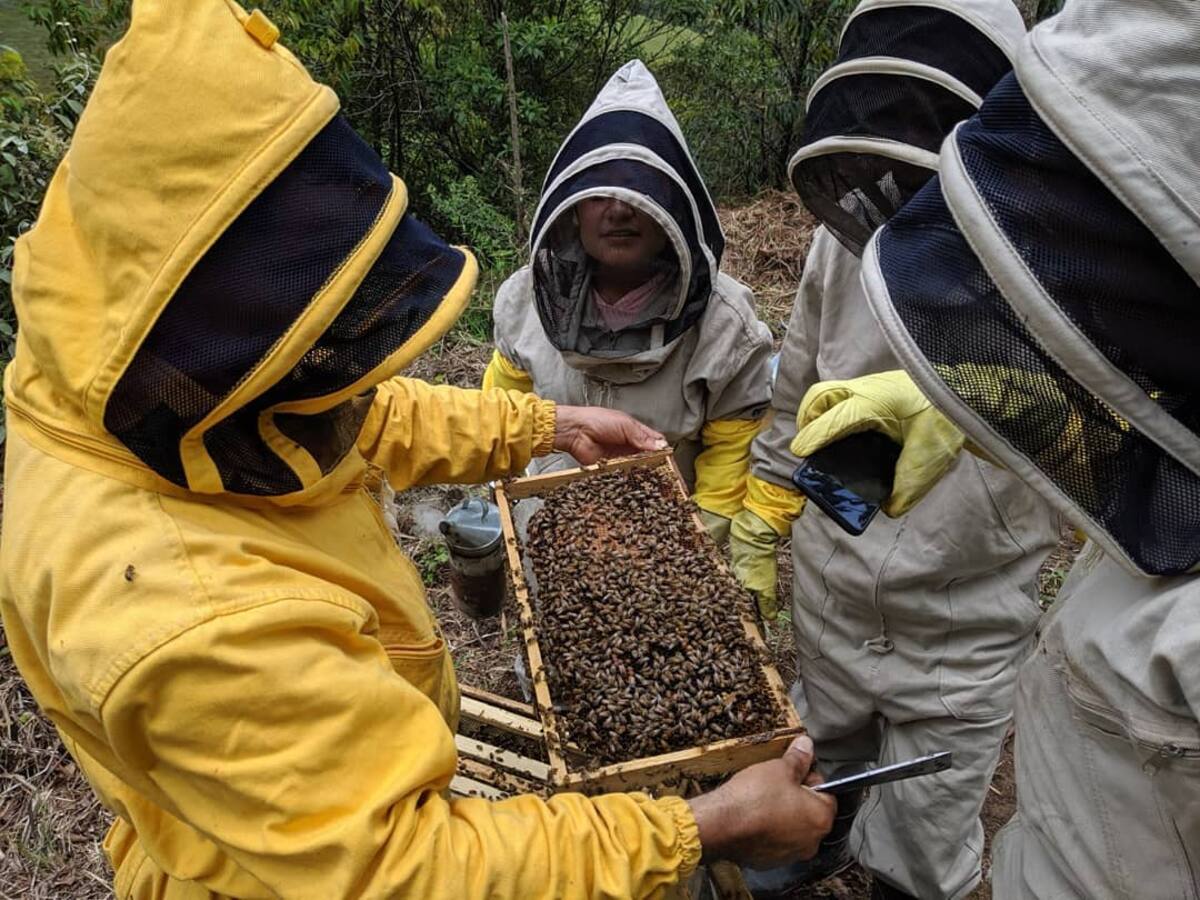 Miel de la Montaña: excombatientes endulzan la paz desde las alturas de Anorí