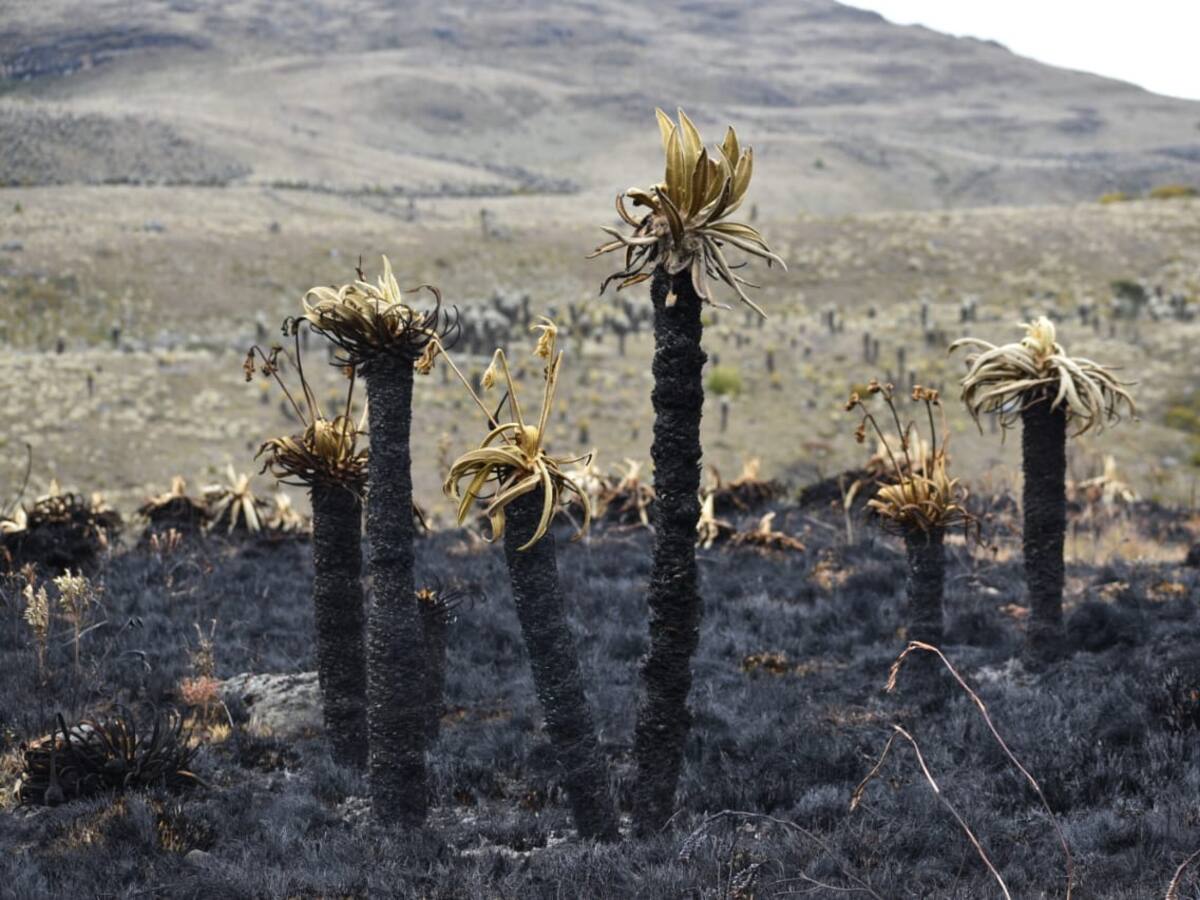 Serían más de 5.500 frailejones arrasados por las llamas en Duitama