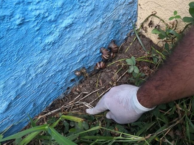 Fueron hallados 57 caracoles africanos en Gaira. Foto: Departamento Administrativo Distrital de Sostenibilidad Ambiental (Dadsa)