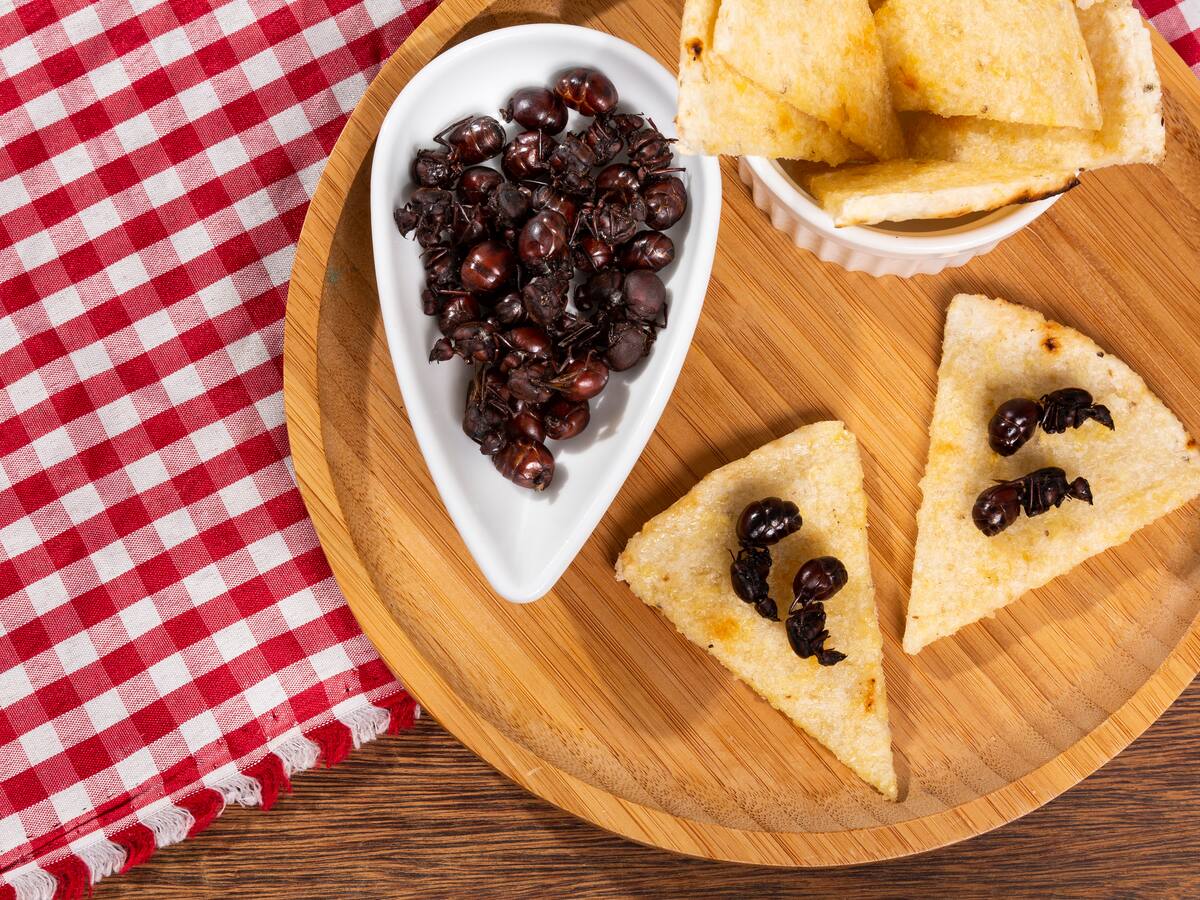 ¿Cómo se llaman las hormigas que se comen en Colombia? Solo habitan en estas regiones del país