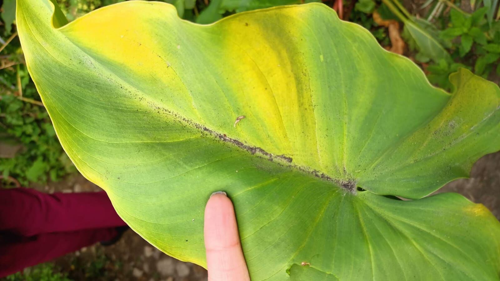 El alcalde Fabio Medrano, dice Gensa SA es del sector público y el Gobierno “debe actuar”. Foto: Suministrada.