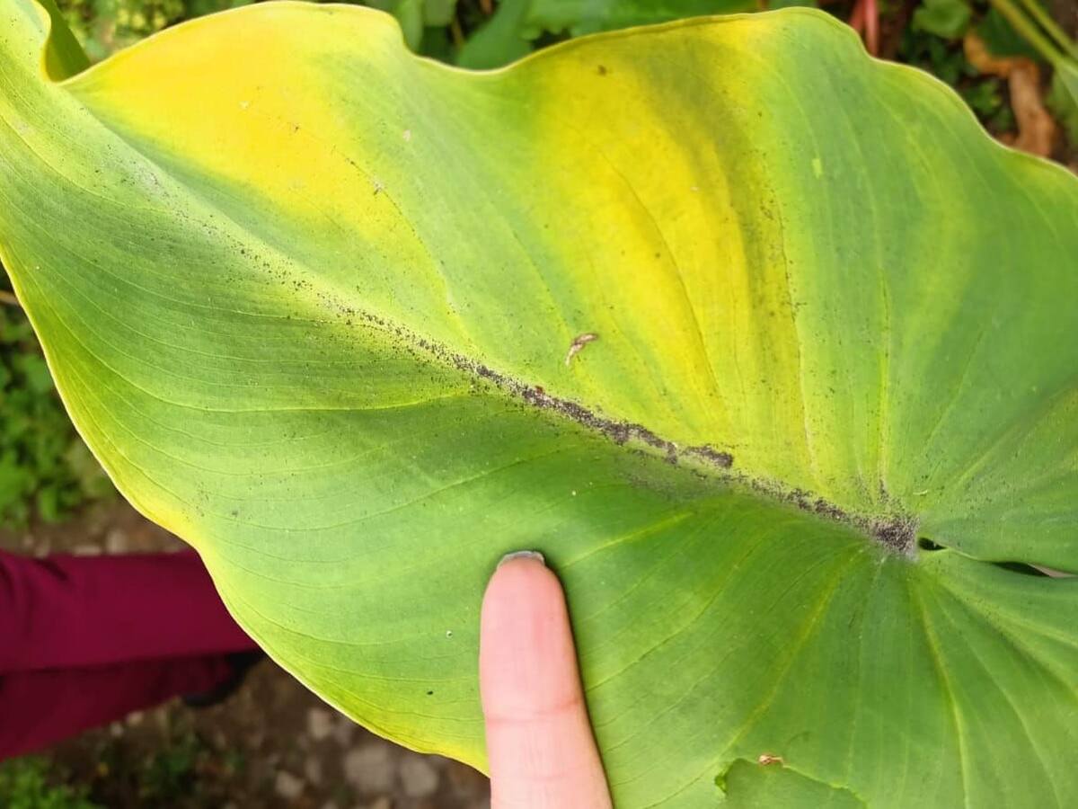 Una termoeléctrica estaría afectando la salud de habitantes en Paipa