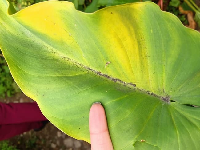 El alcalde Fabio Medrano, dice Gensa SA es del sector público y el Gobierno “debe actuar”. Foto: Suministrada.