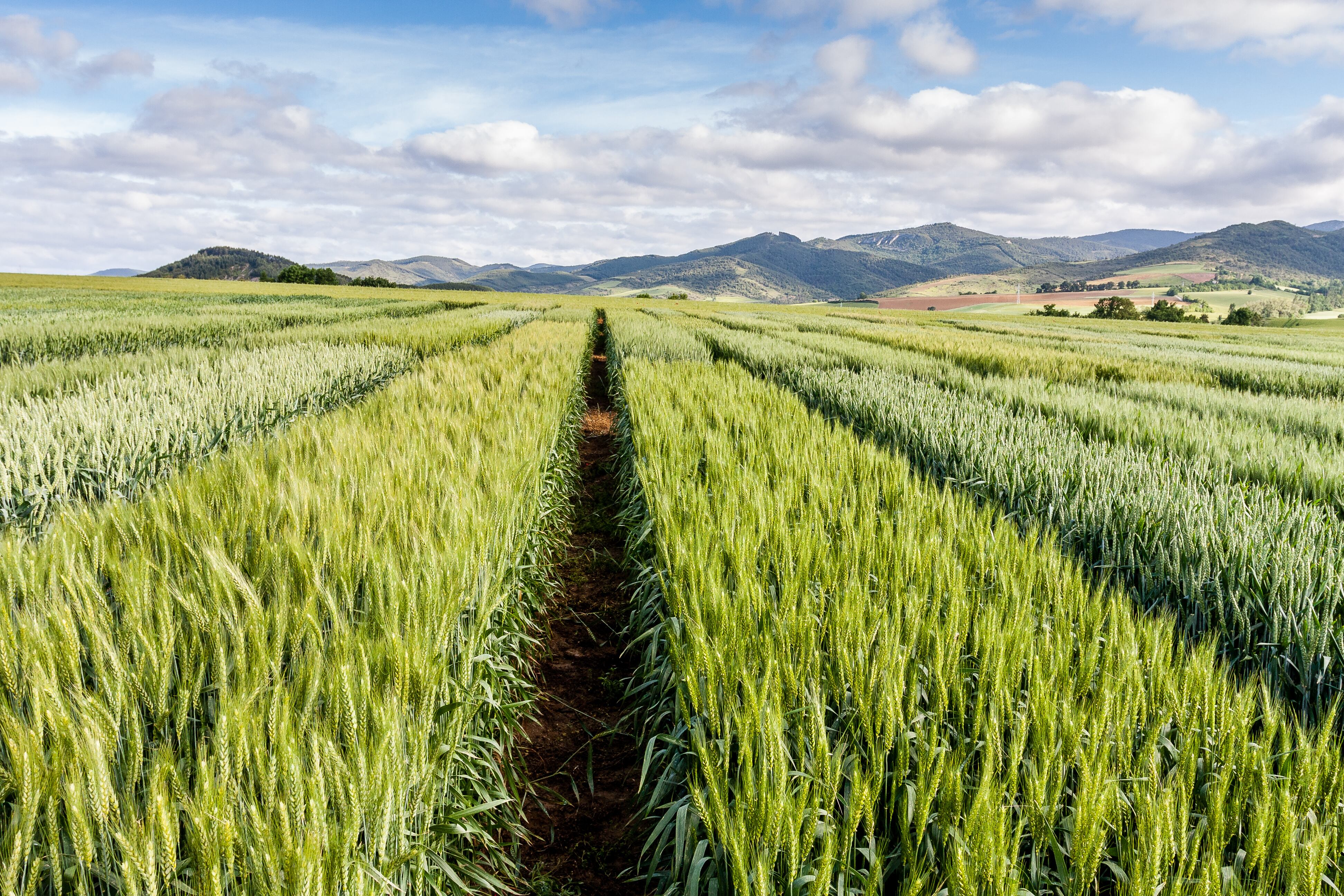 Agricultura imagen de referencia. Foto: Getty Images