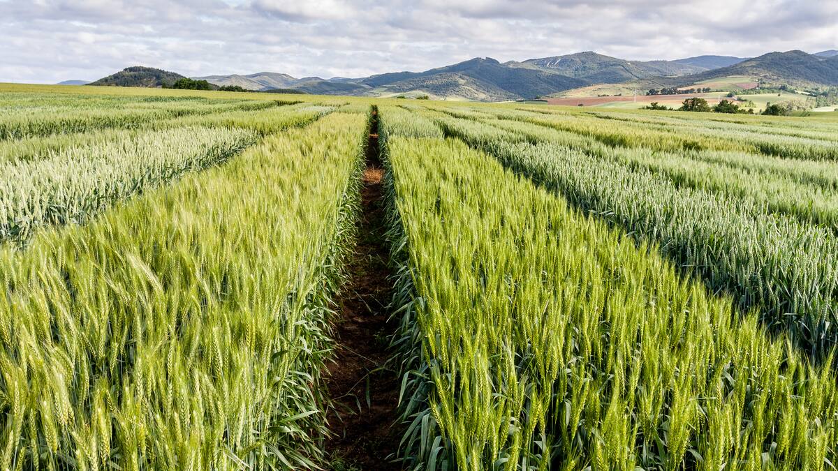 Se empezó a rembolsar el 20% de las compras de insumos a pequeños productores