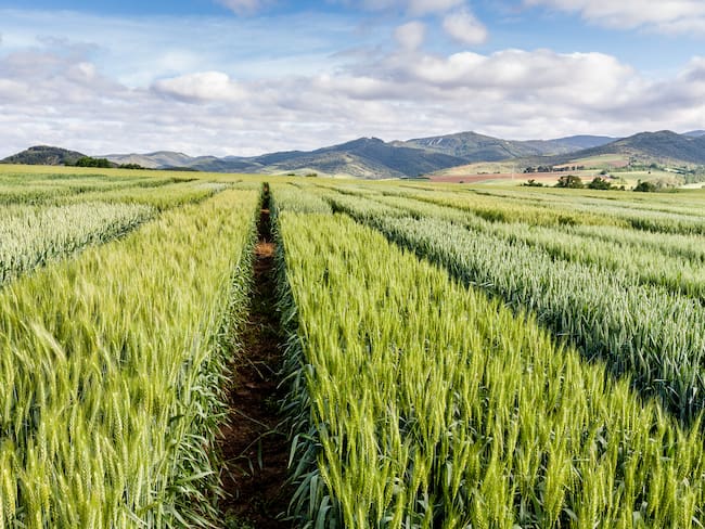 Agricultura imagen de referencia. Foto: Getty Images