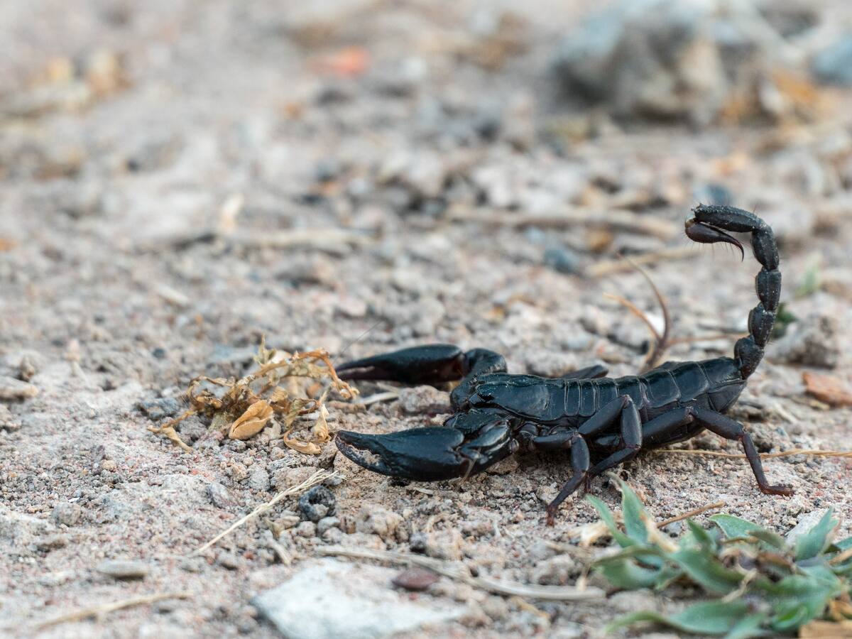 Lluvias en Egipto desatan una plaga de escorpiones que deja cientos de heridos
