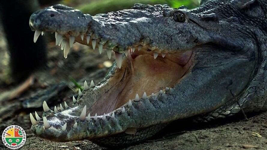 El senador García advierte que el caimán aguja es una especia amenzada. Foto: Colprensa