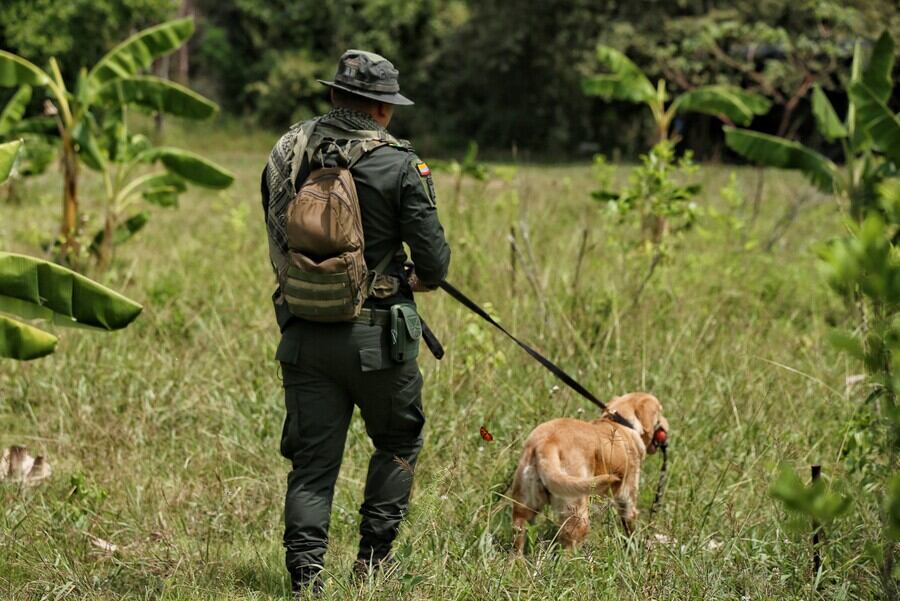 Cultivos ilícitos. Foto: Colprensa
