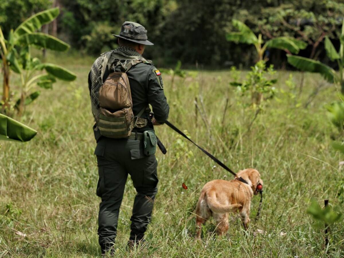 Colombia busca que EE.UU. respalde los esfuerzos en sustitución de cultivos ilícitos