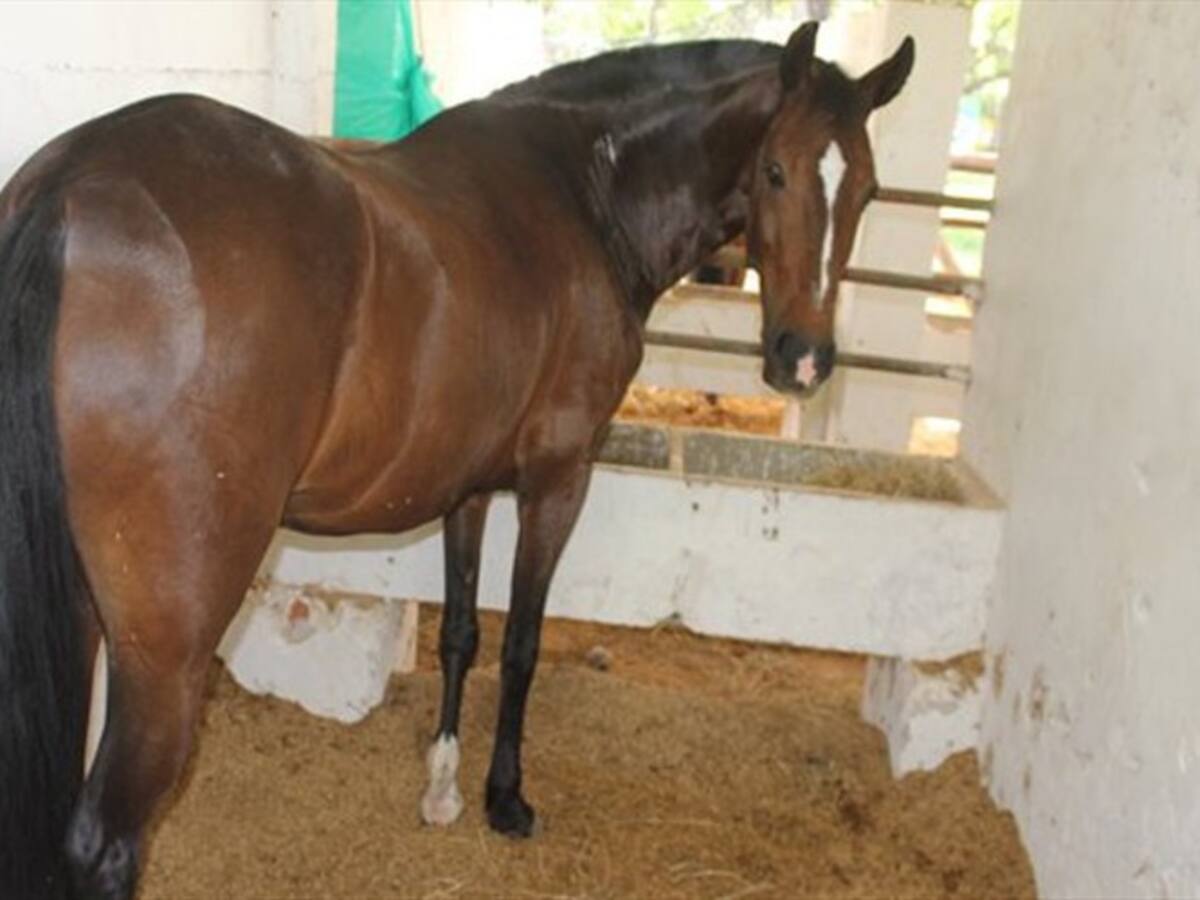 Detectan el primer caso de influenza equina en Santander