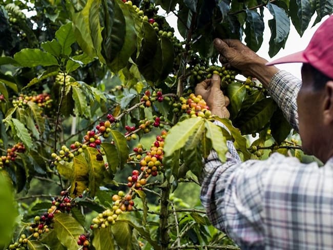 Día Mundial del Café: ¿cómo es la calidad del café que se consume en Colombia?