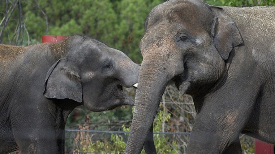 Los elefantes se están extinguiendo rápidamente, dicen expertos. Foto: Getty Images