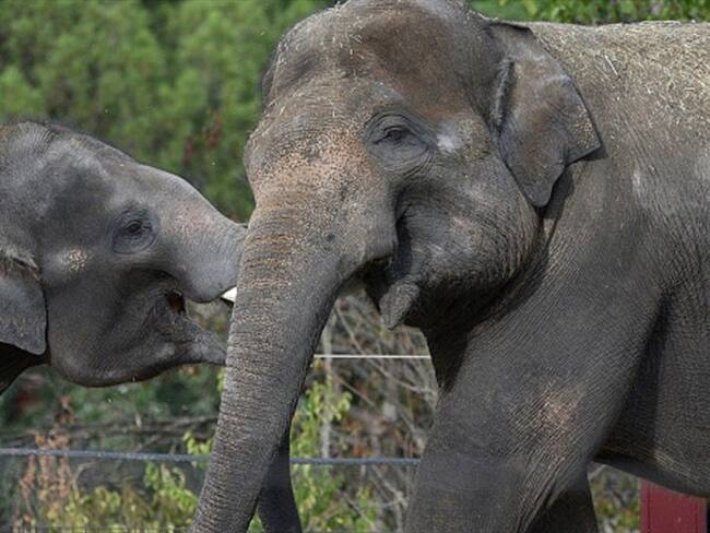 Los elefantes se están extinguiendo rápidamente, dicen expertos. Foto: Getty Images