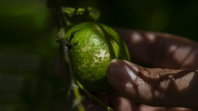 Foto: Gobernación del Atlántico.