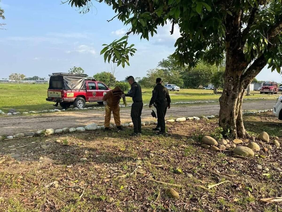 Enjambre de abejas atacó a policías que estaban en polígono