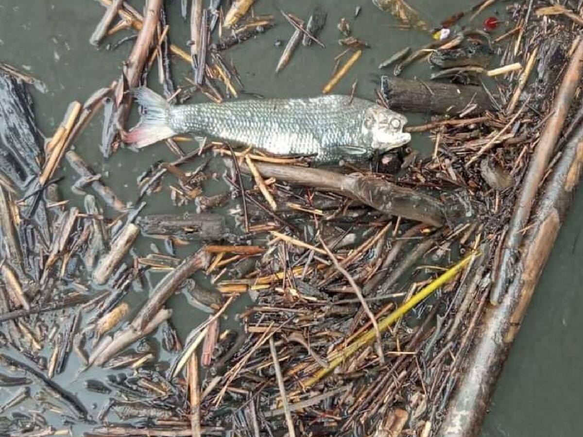 Gran mortandad de peces en Cimitarra, Santander