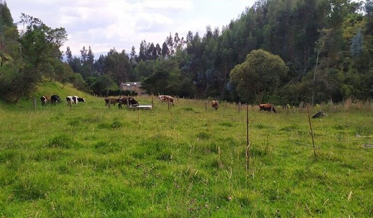 Foto: Hato, Santander