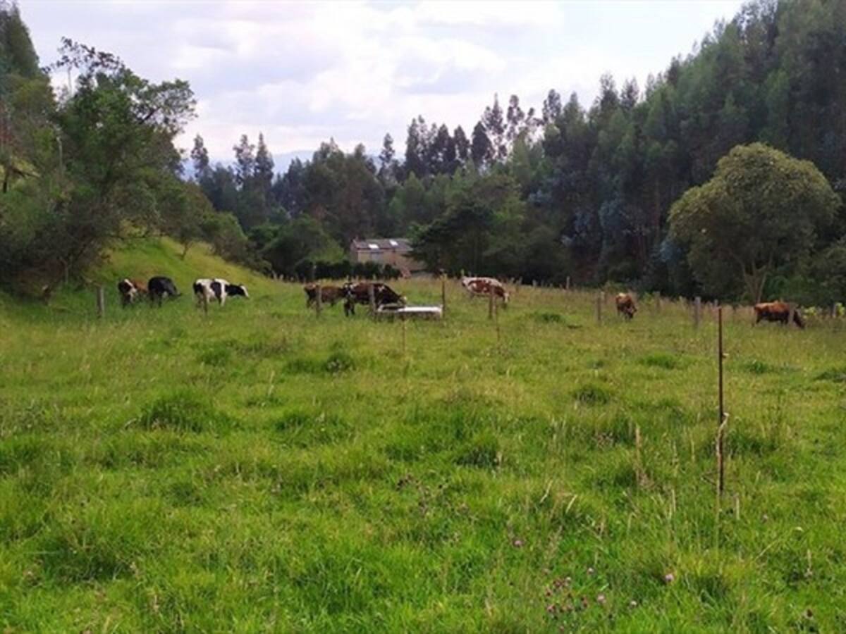 En Hato, Santander, enseñan a los jóvenes a cuidar los bosques