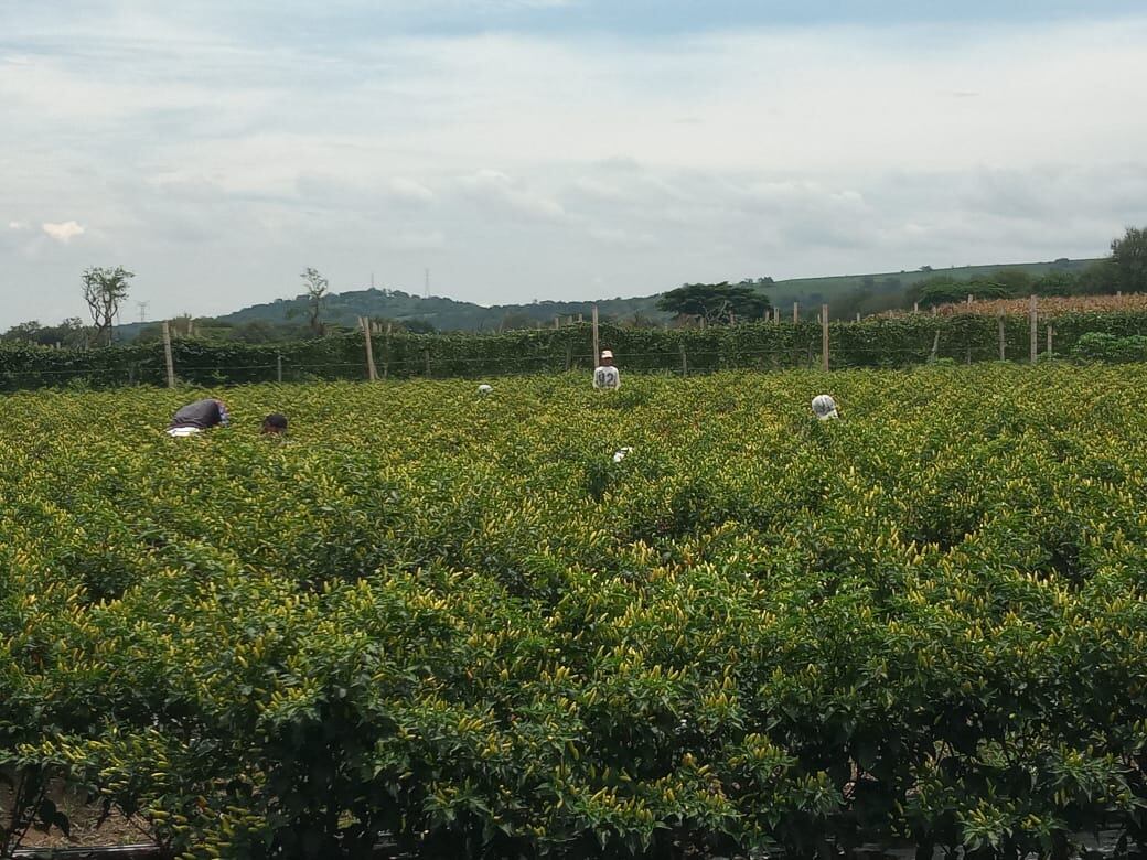 Restitución de tierras. Colprensa