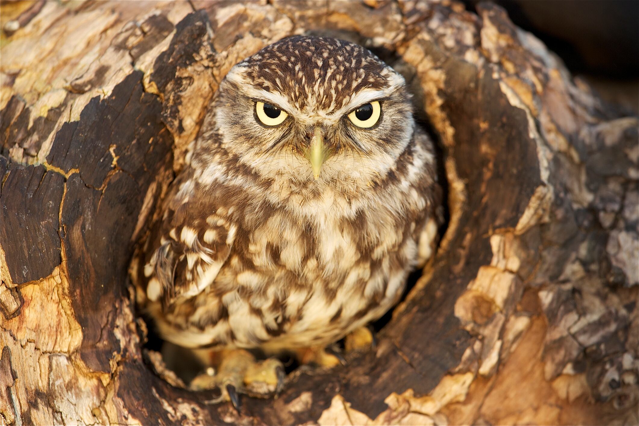 Buho imagen de referencia. Foto: Getty Images.
