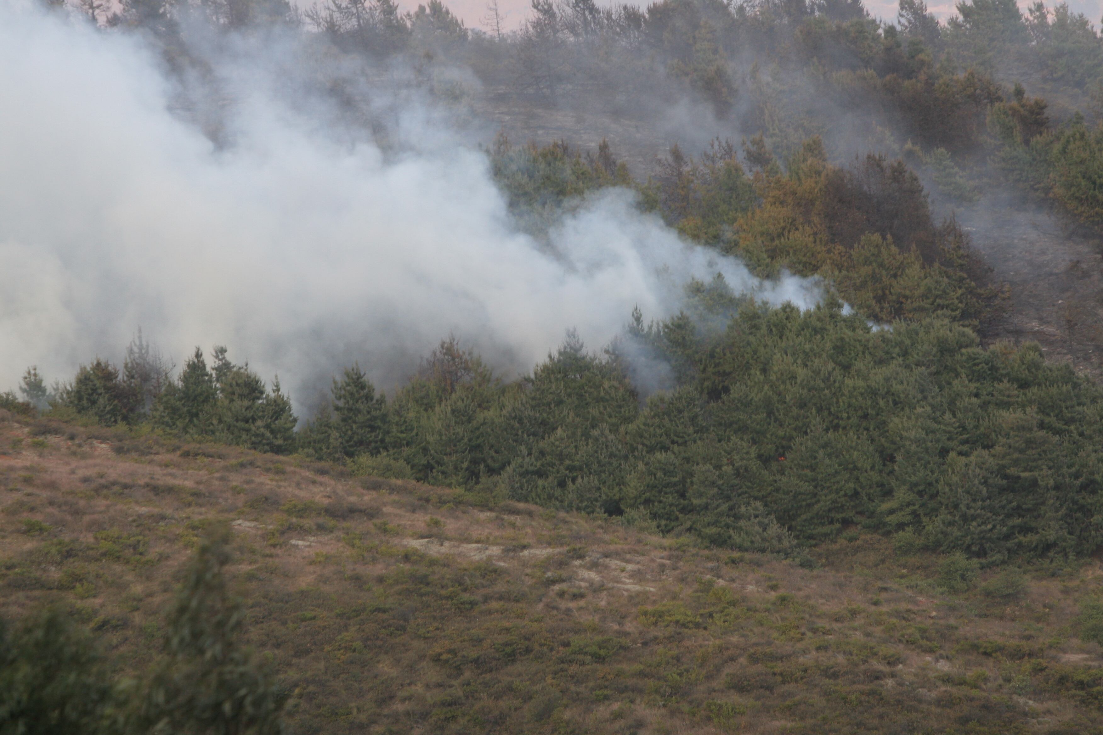 Hectáreas de bosque, pastos y cultivos han resultado afectadas.