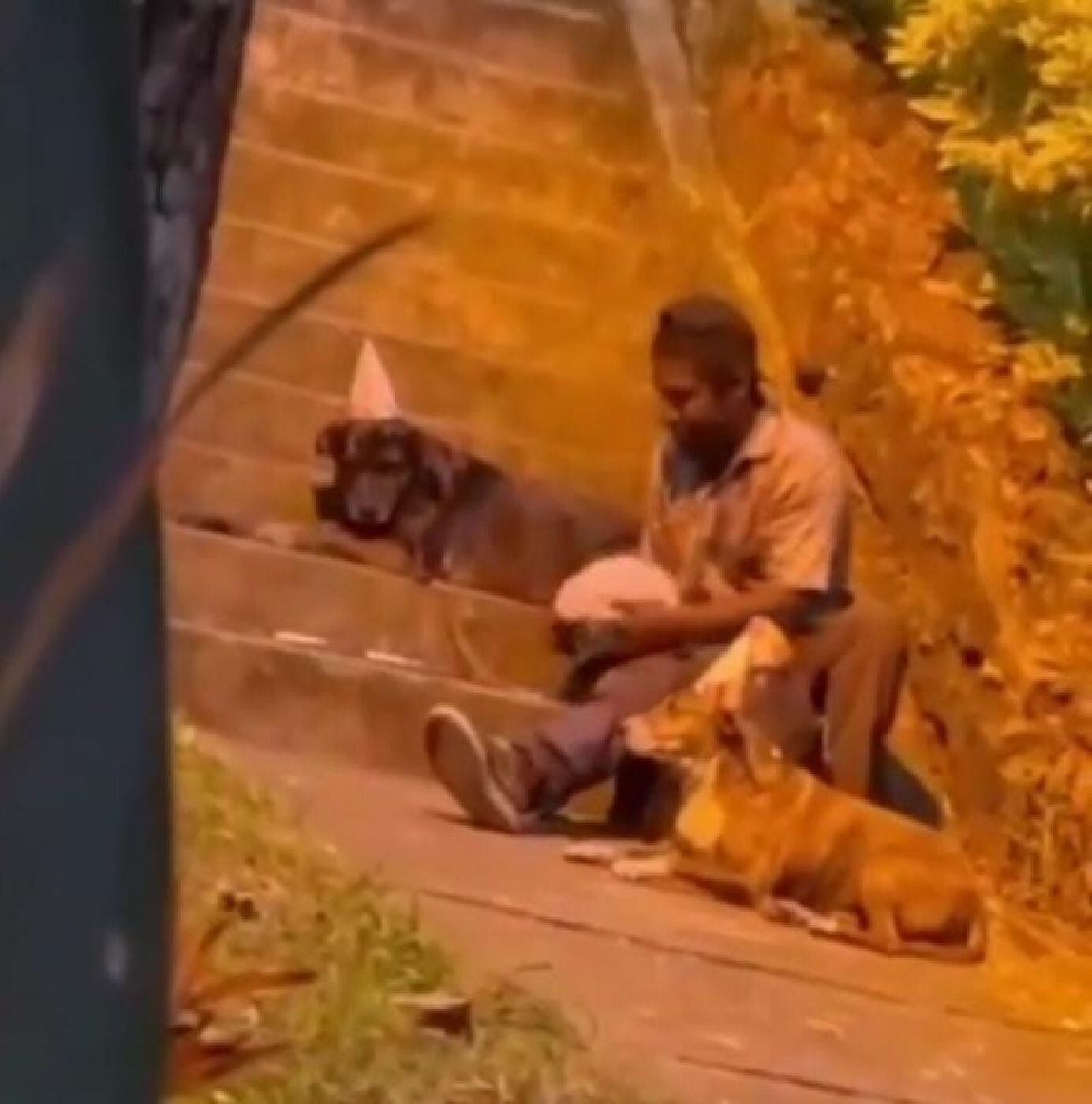 Perros /tomada del video