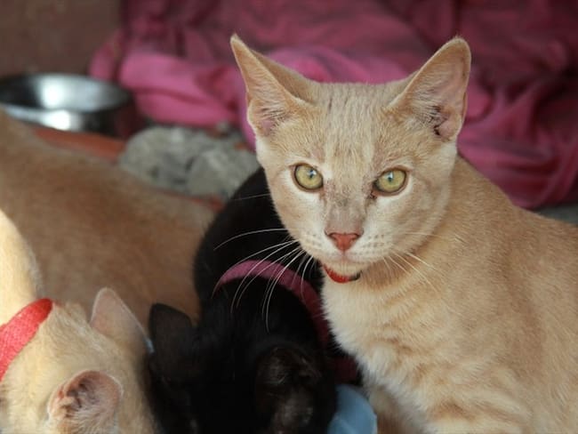 La Contraloría evidenció deficiencia en estudios previos y diseños de este Centro. . Foto: Colprensa